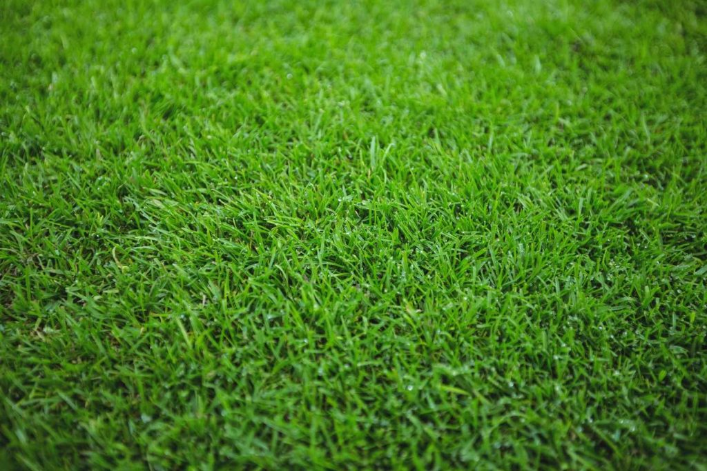 Close-up of dense, healthy green grass showing thick turf coverage