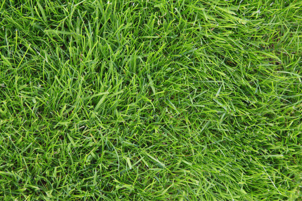 Close-up of healthy green lawn grass blades showing dense turf texture