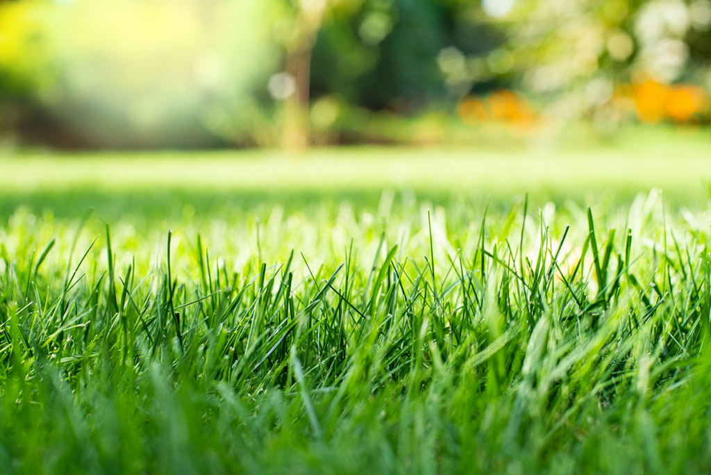 Sunlit green lawn with soft background blur in a landscaped garden