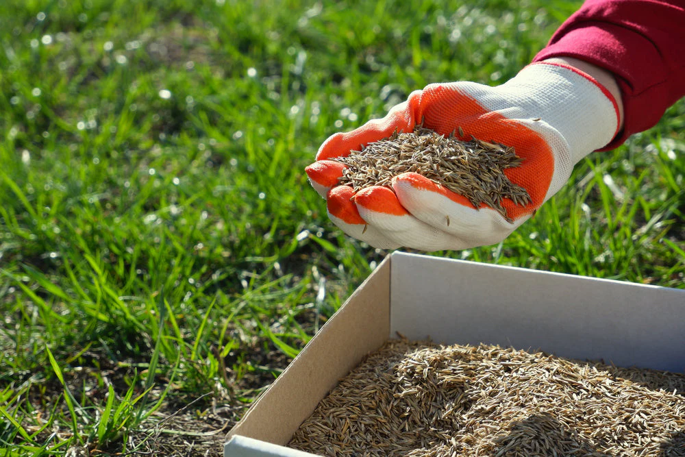 Gardener holding grass seed in gloved hand above seed box for lawn overseeding