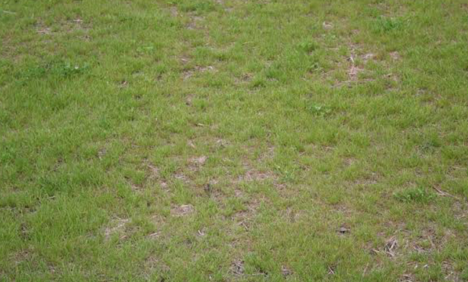 An unhealthy, discolored lawn with patches
