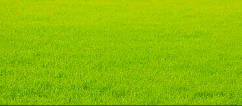A Lush green lawn thriving with sustainable fertilization