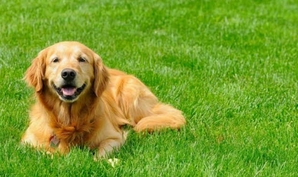 Golden retriever relaxing on a healthy green lawn in a backyard garden”
