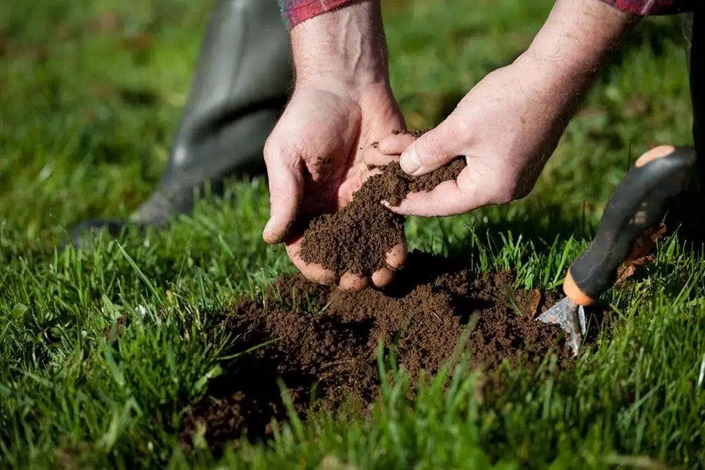 Gardener holding rich soil while preparing lawn for planting or soil improvement