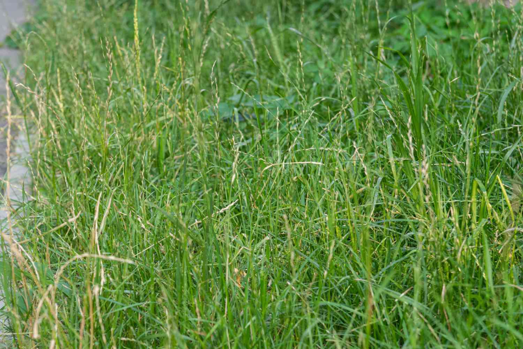Overgrown lawn grass with weeds showing uneven growth and poor lawn maintenance