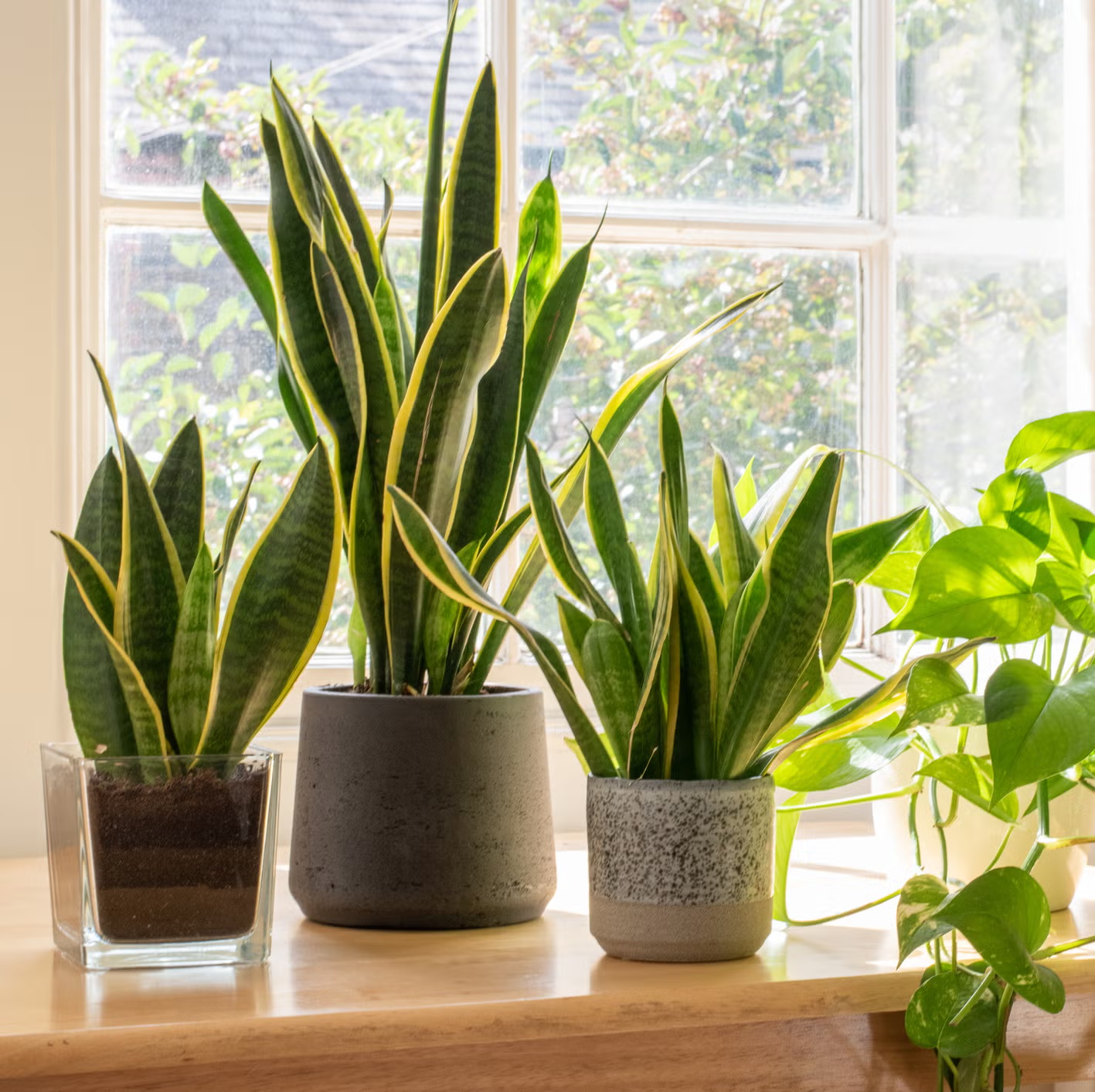 Snake plants and pothos in modern pots on a sunny windowsill for indoor plant decor