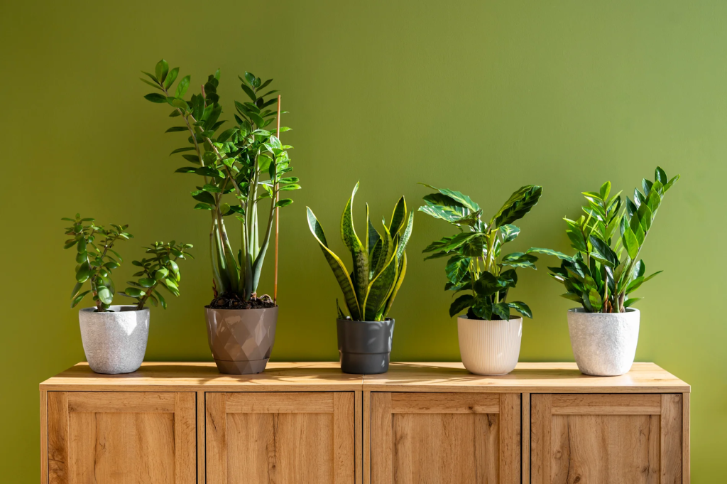 Collection of indoor houseplants in pots displayed on a wooden cabinet against a green wall