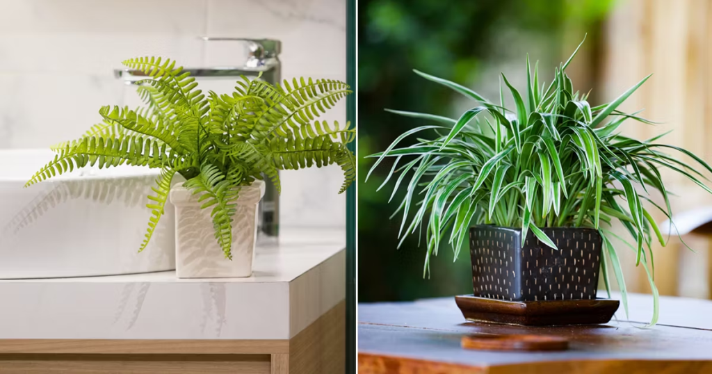 Fern and spider plant in decorative pots on a table for fresh indoor plant styling