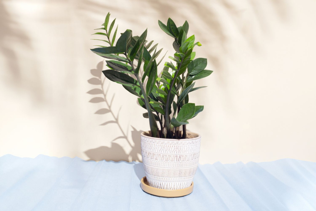 ZZ plant in a decorative ceramic pot with soft natural light and minimal home decor