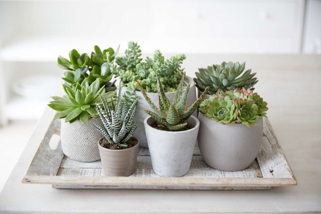 Assorted succulents in small pots arranged on a tray for modern indoor plant decor
