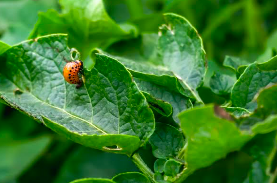 A bug feeds on a vegetable leaf