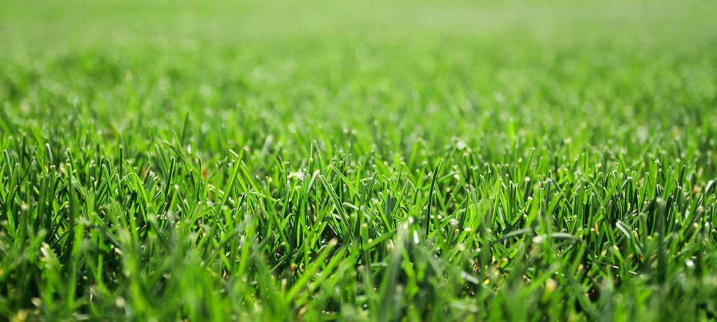 Close-up of fresh green lawn grass showing dense and healthy turf