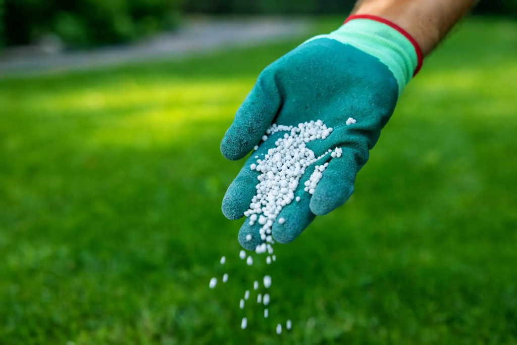 Gardener spreading lawn fertilizer pellets on grass for healthy turf growth