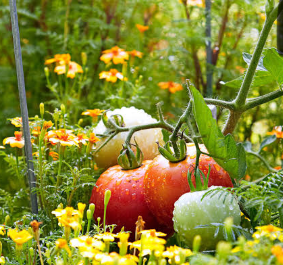 A Tomato plant thrives within rows of Marigold - Image Source: Better Homes & Gardens