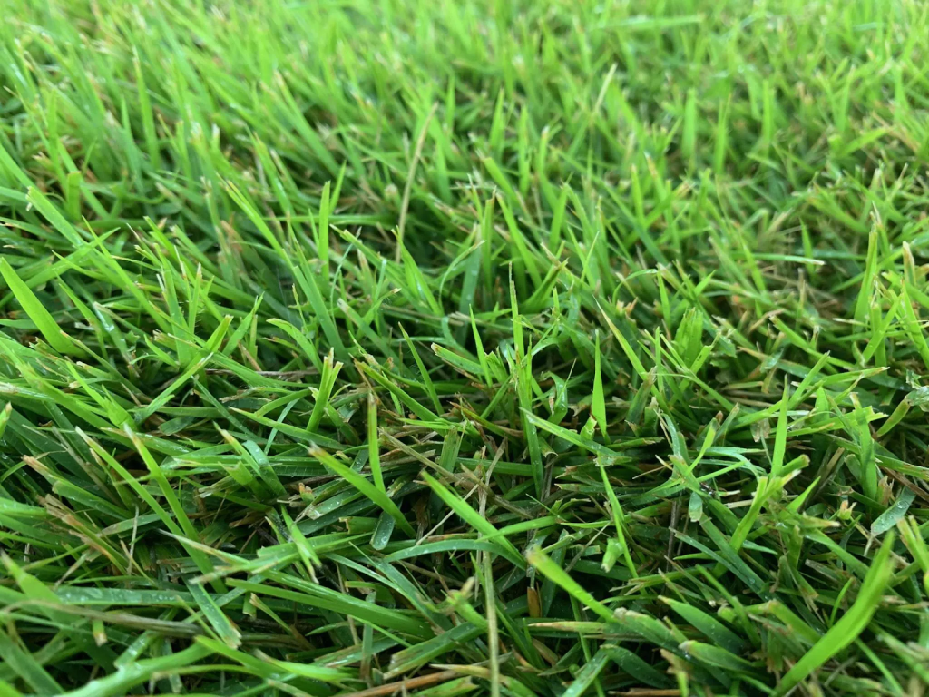 Close-up view of thick green lawn grass showing dense turf coverage