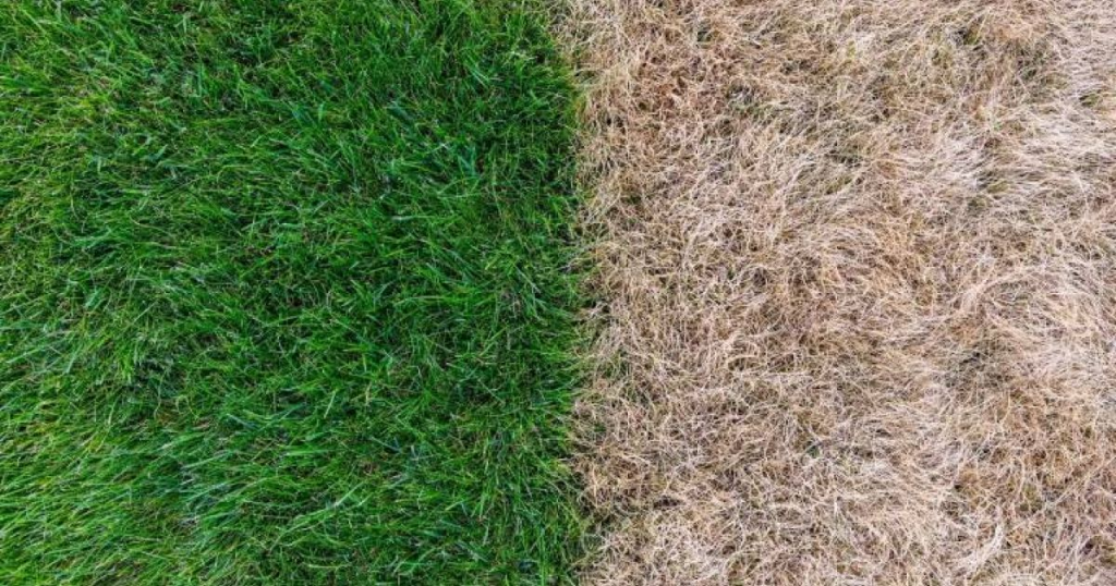 Side-by-side comparison of healthy green grass and dry brown dead lawn grass