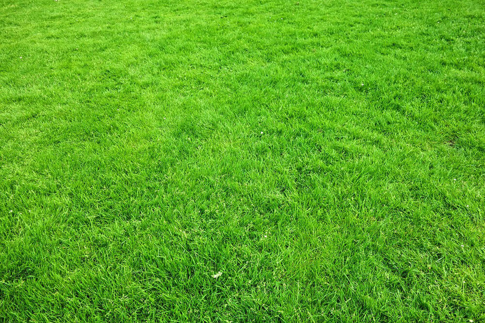 Lush green grass lawn with thick, healthy turf covering the ground evenly