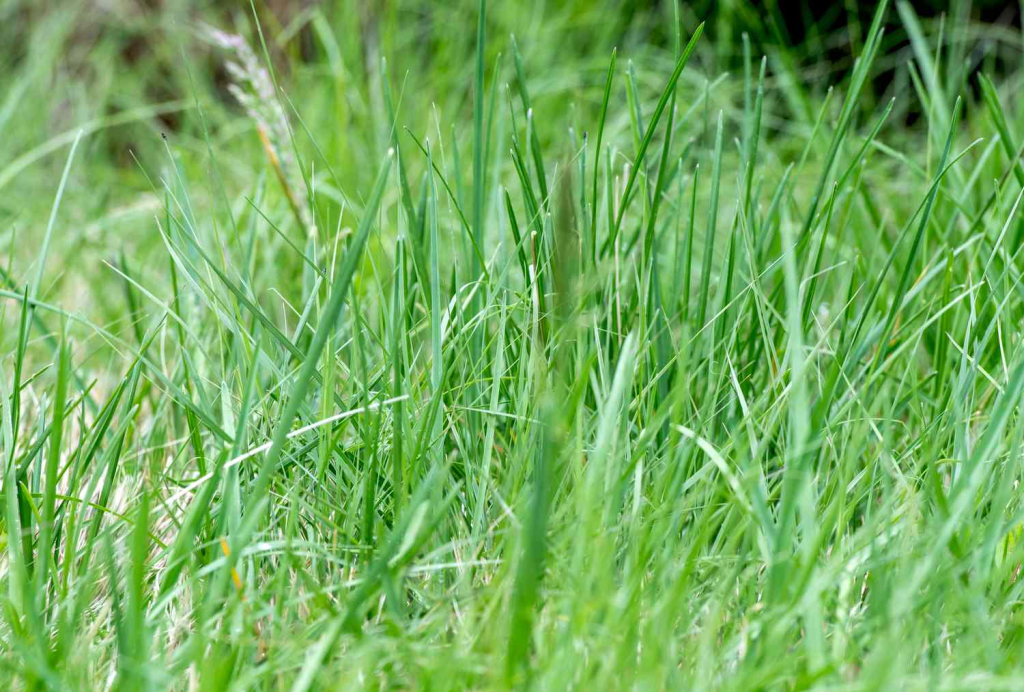 Close-up of tall green grass blades growing densely in a natural lawn