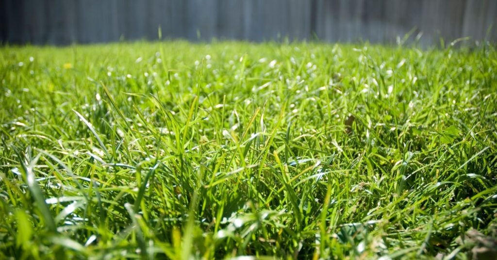 Low-angle view of fresh green backyard lawn with evenly grown turf