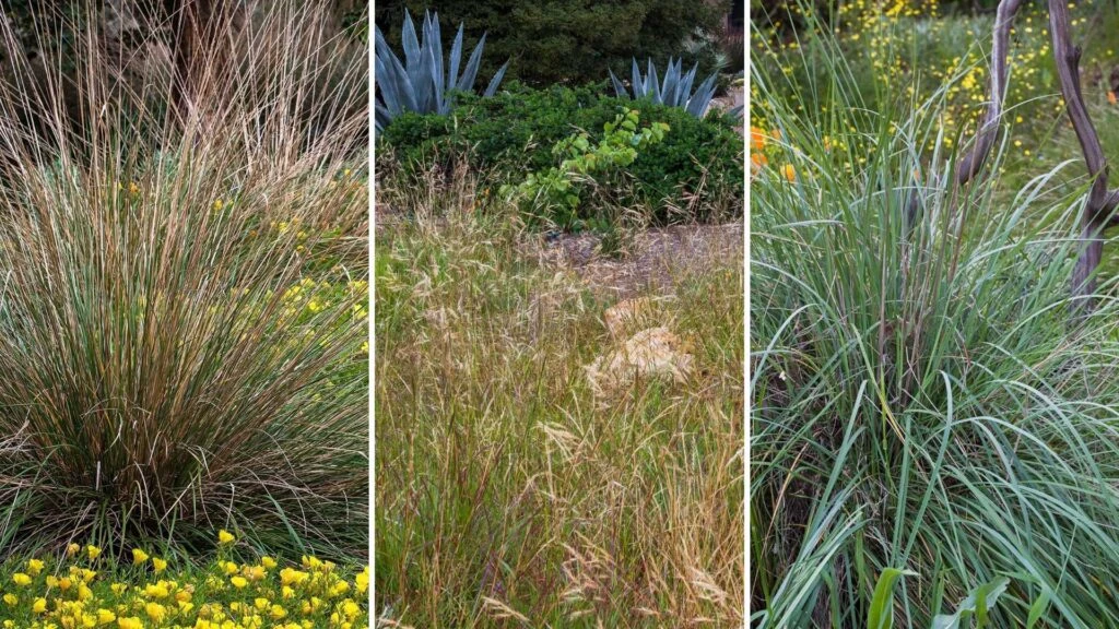 Different types of ornamental grass plants growing in garden landscape beds