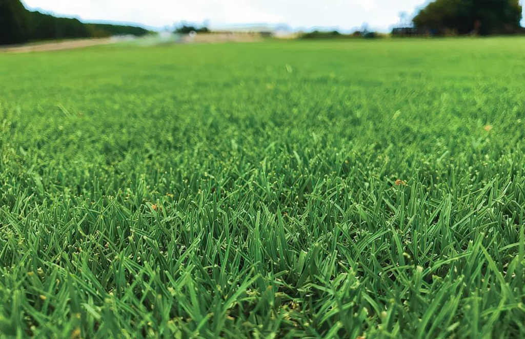 Wide view of lush green turf grass field with dense, uniform lawn coverage