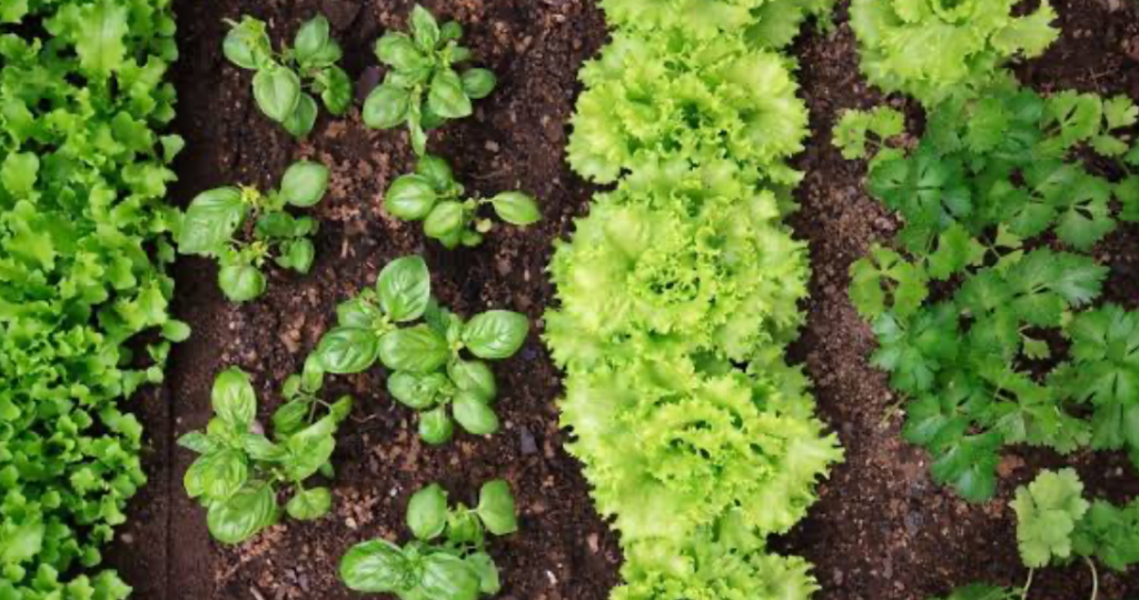 A Column of Basil grows between a variety of green vegetable rows - Image Source: Gardening Know How