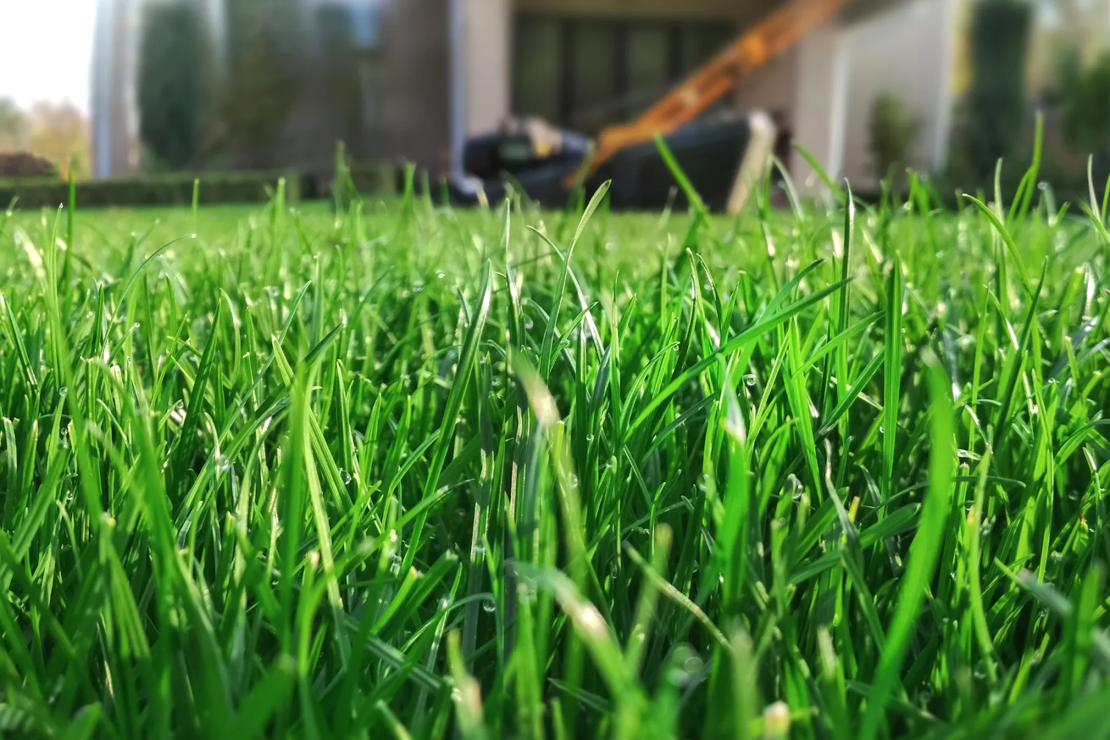 close-up of healthy green lawn grass with lawn mower in background during mowing
