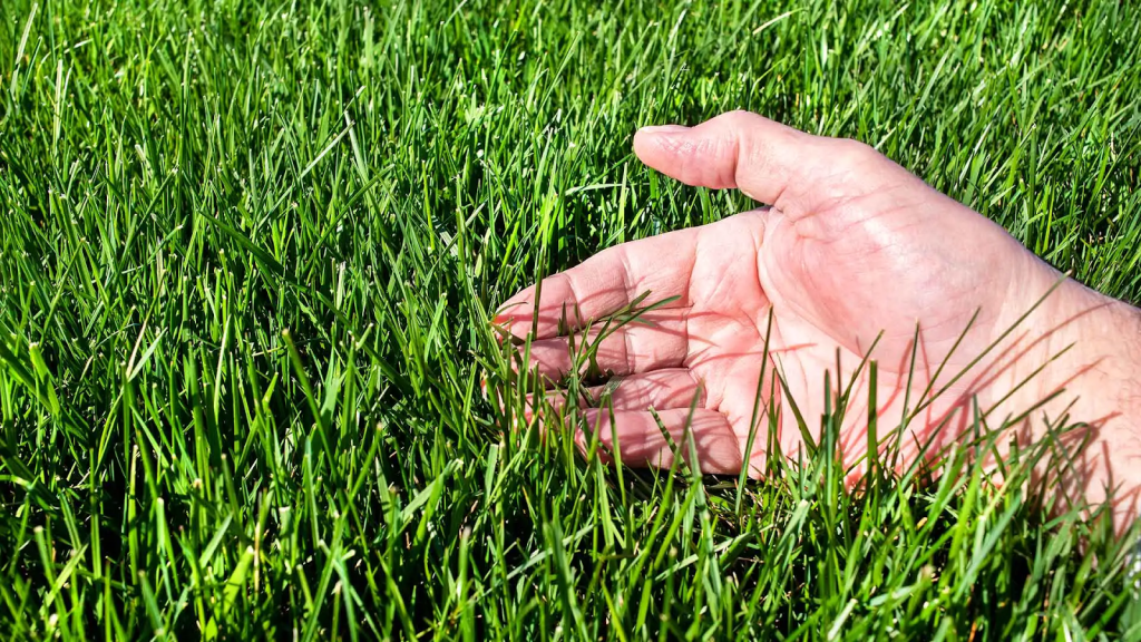 hand checking thick healthy lawn grass growth in a well-maintained yard