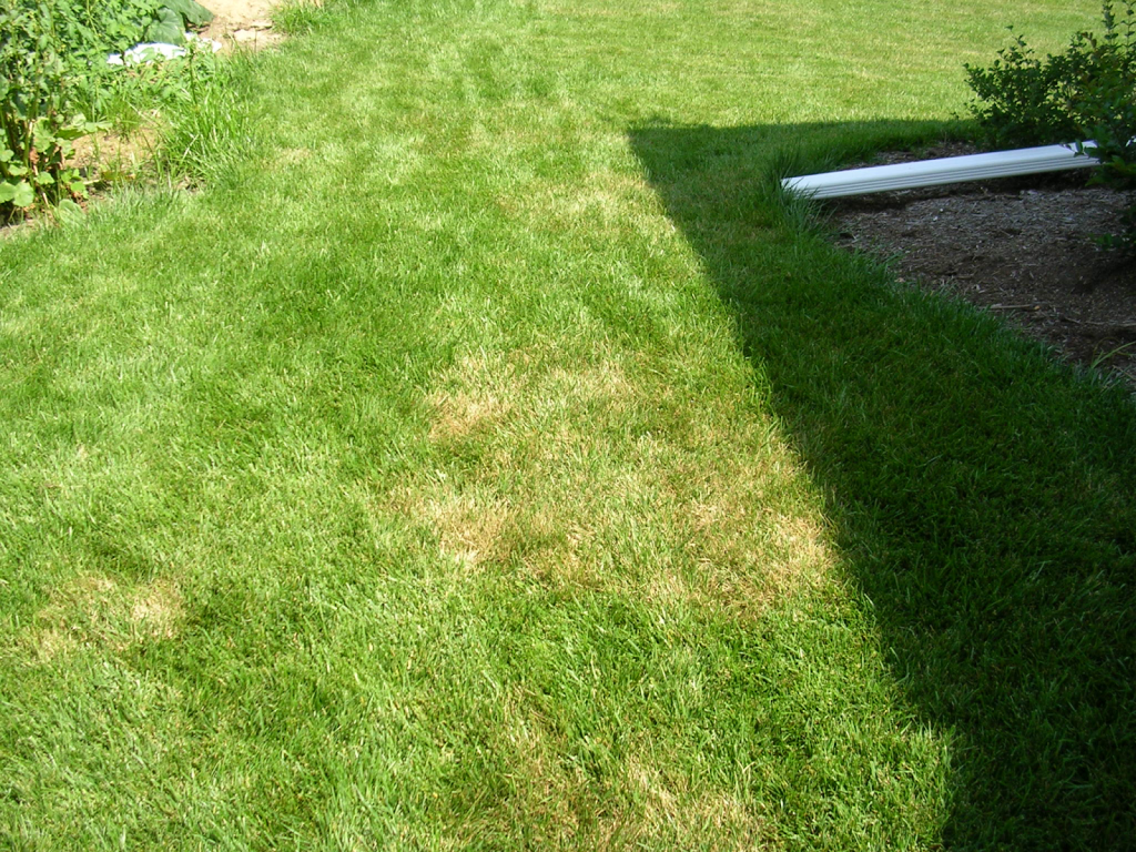 patchy lawn with brown spots showing grass damage and uneven growth