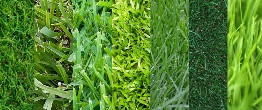 comparison of different lawn grass types showing various blade textures and growth patterns