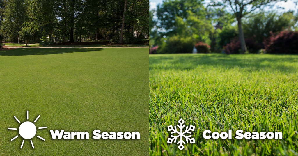warm season vs cool season grass comparison showing different lawn growth types