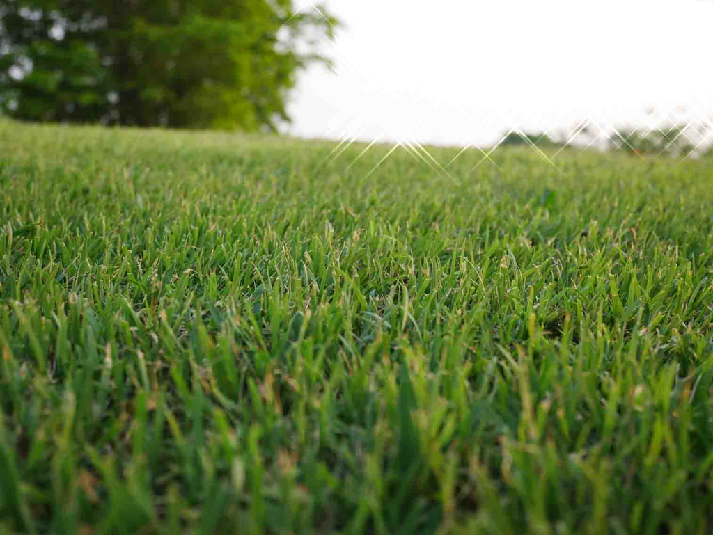 close-up of healthy green lawn grass growing evenly in a sunny yard