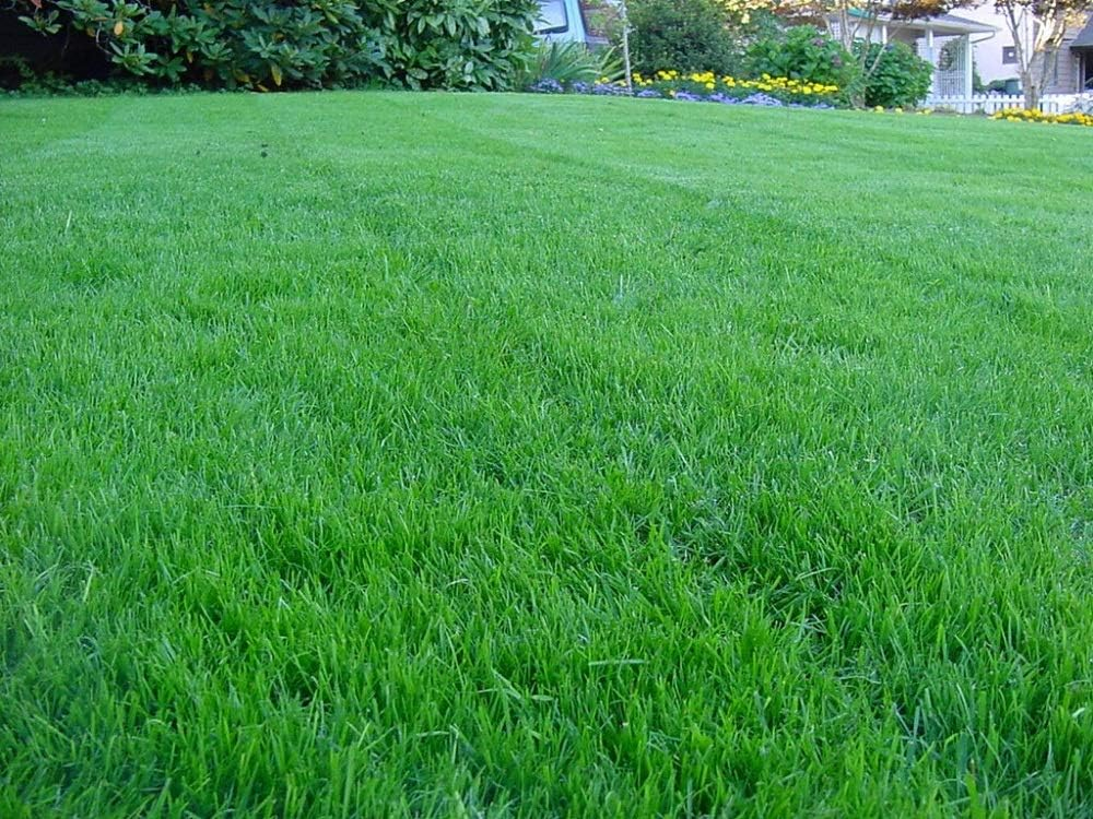dense healthy lawn grass covering backyard landscape