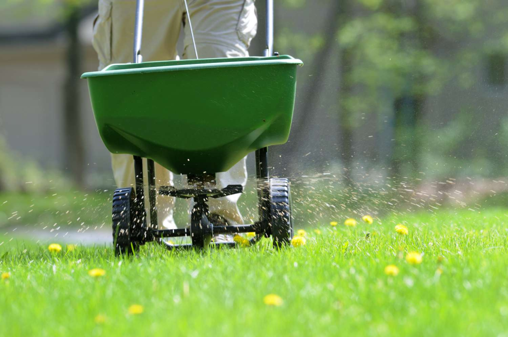 person spreading lawn fertilizer with broadcast spreader on backyard grass
