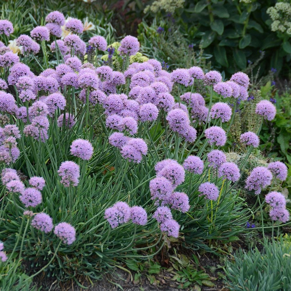 A cluster of lavender grows in a garden