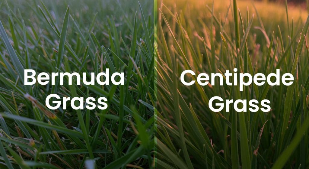bermuda grass vs centipede grass comparison showing different lawn grass types