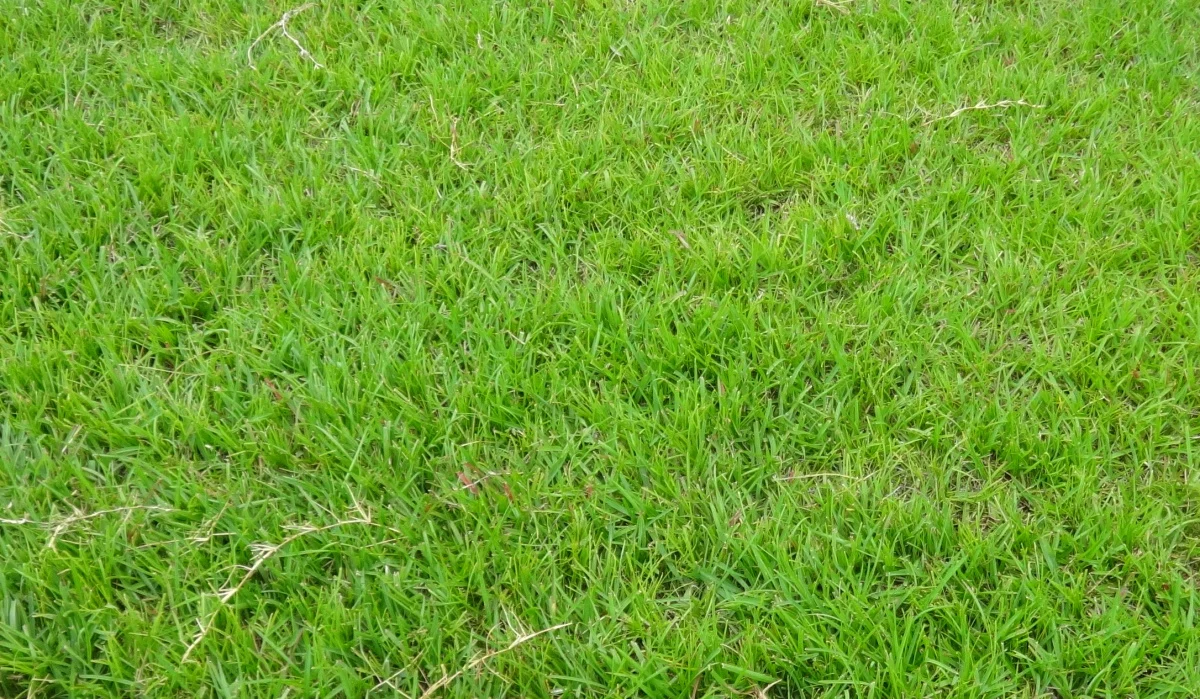 close-up of healthy green lawn grass growing evenly in a backyard