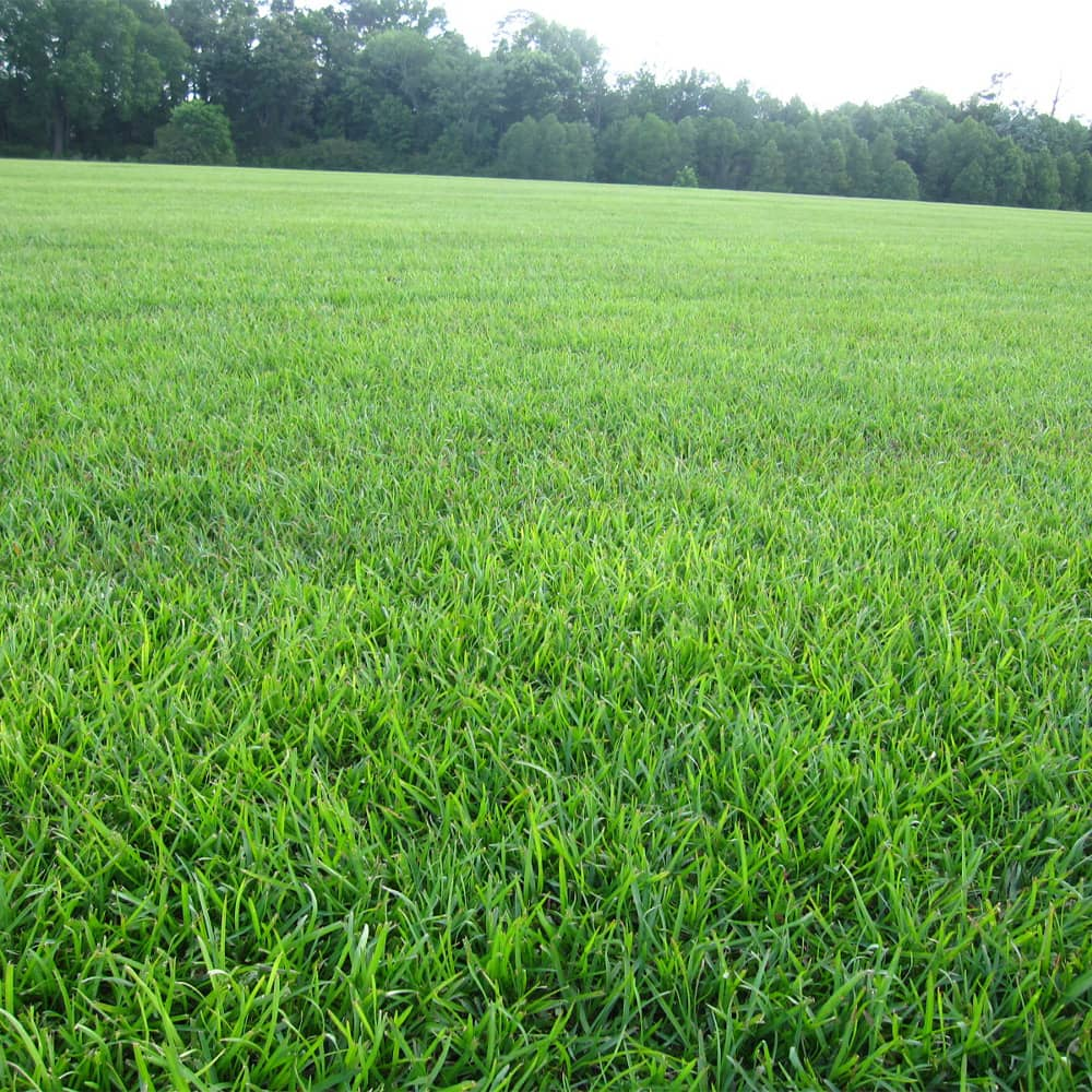 wide view of lush green lawn grass field with trees in the background