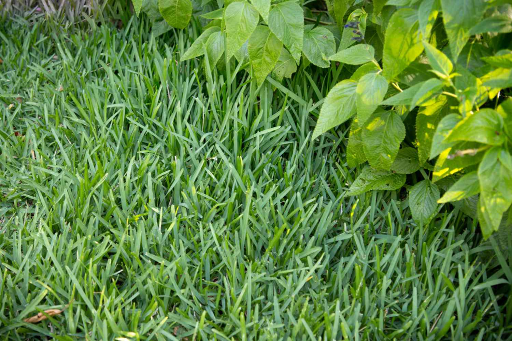 thick green lawn grass growing beside garden plants and shrubs