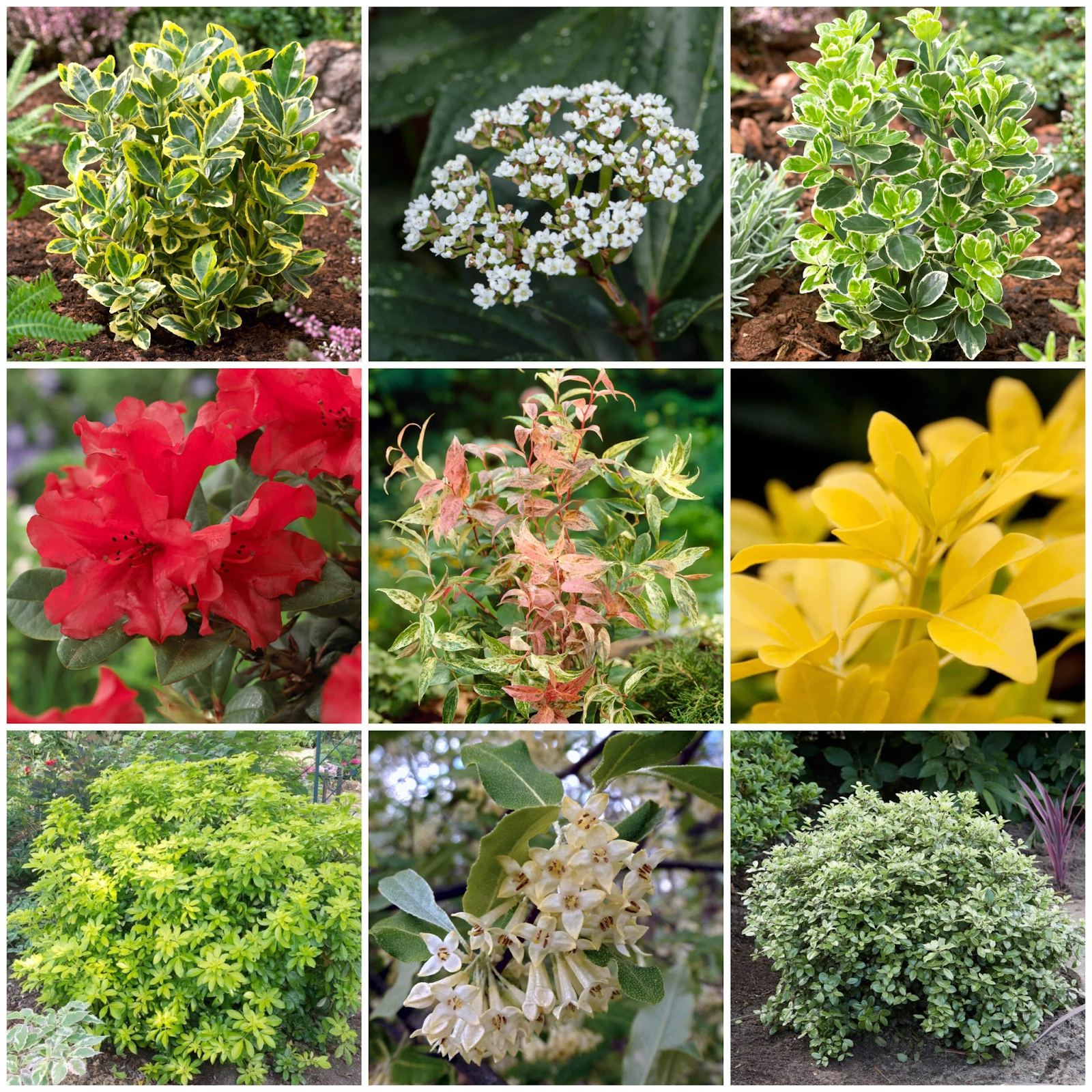 variety of evergreen ornamental shrubs and flowering garden plants used in landscaping