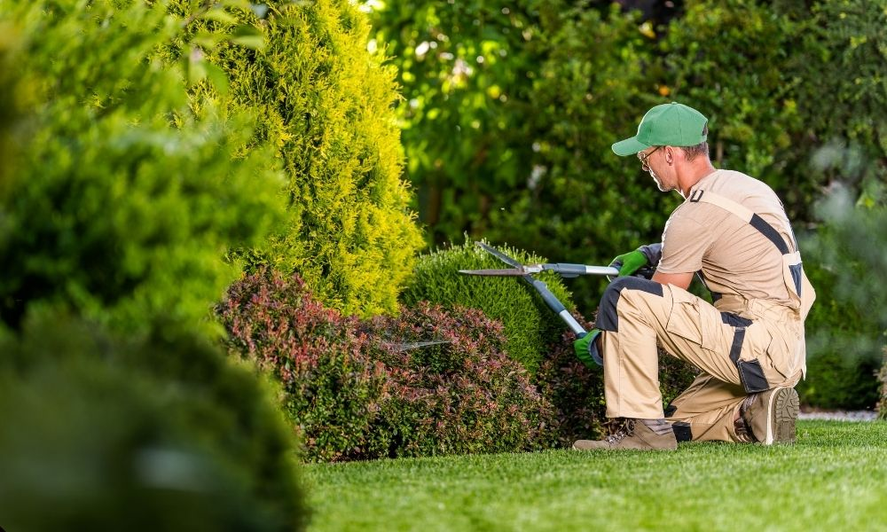 gardener trimming hedge bushes with hedge trimmer in a landscaped garden