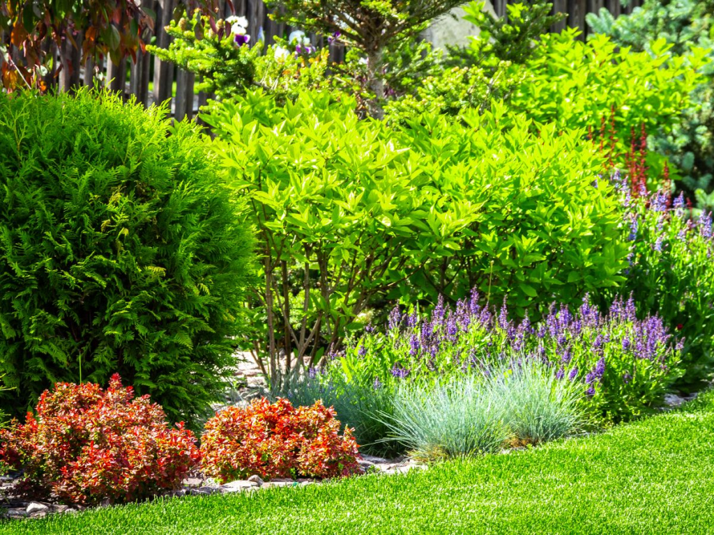 mixed ornamental shrubs and flowering plants growing in a landscaped garden border