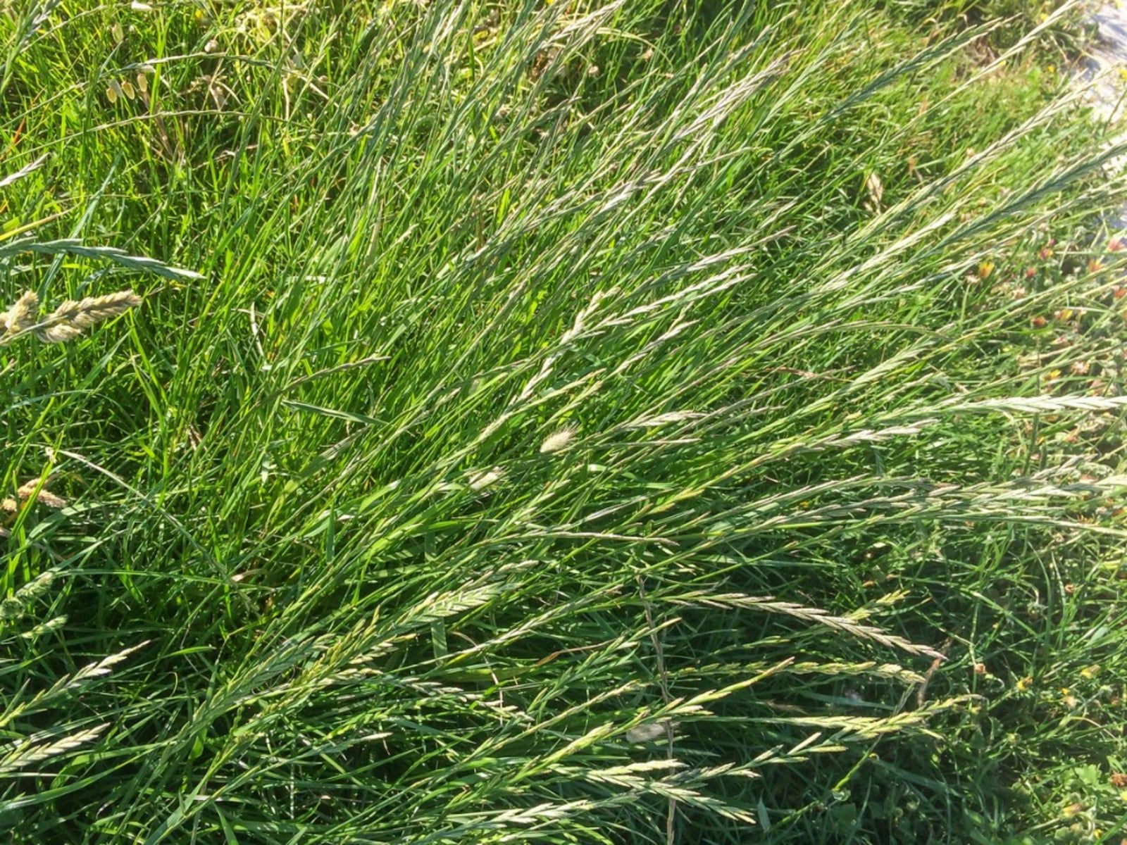 tall green grass growing in natural meadow field with seed heads