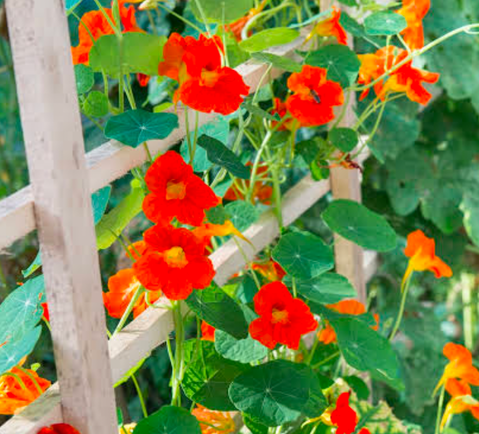 Vibrant orange Nasturtium grows over a wooden fence
