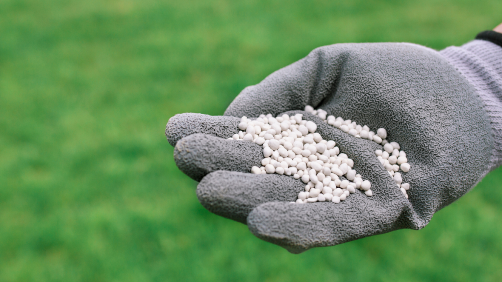 hand holding lawn fertilizer pellets for healthy grass growth