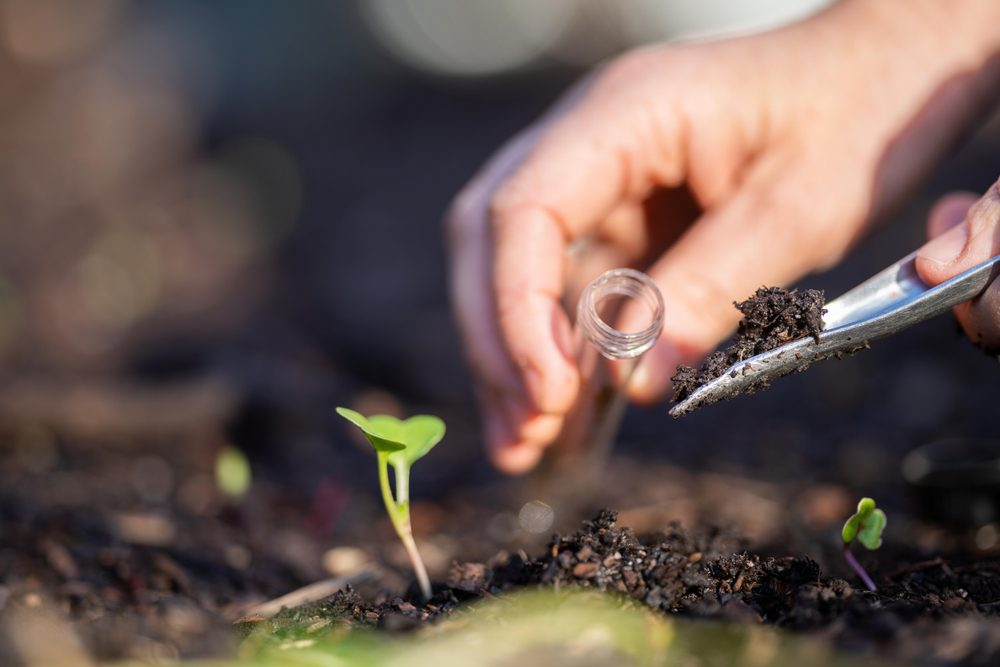 gardener collecting soil sample for testing plant growth and soil health