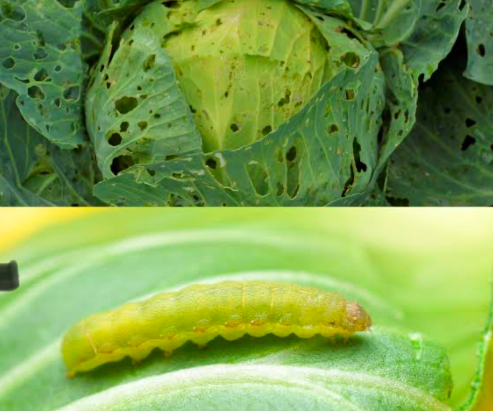 Worm-infested cabbage on the top and a cabbage worm feasting on a leaf on the bottom image