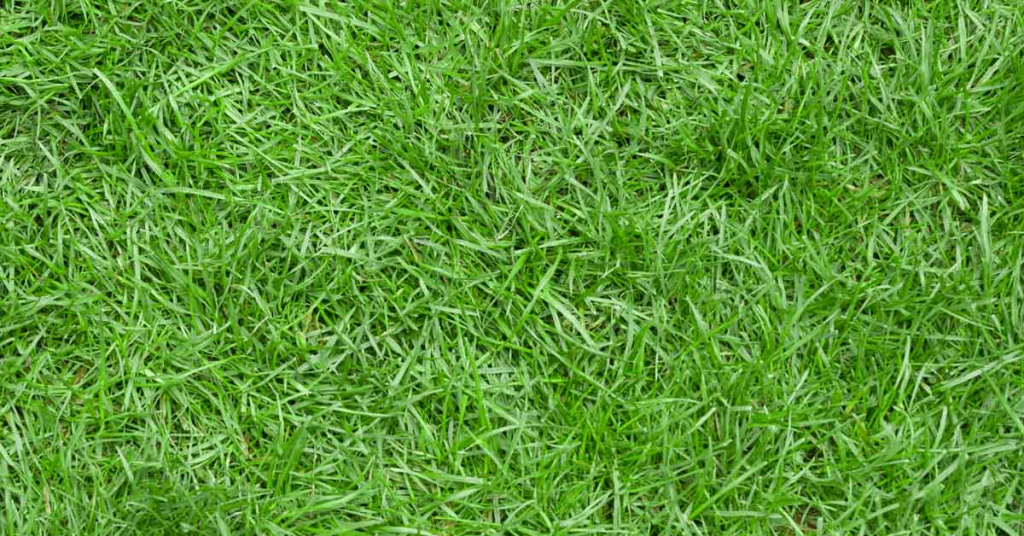 dense green lawn grass texture background for turf and yard landscaping