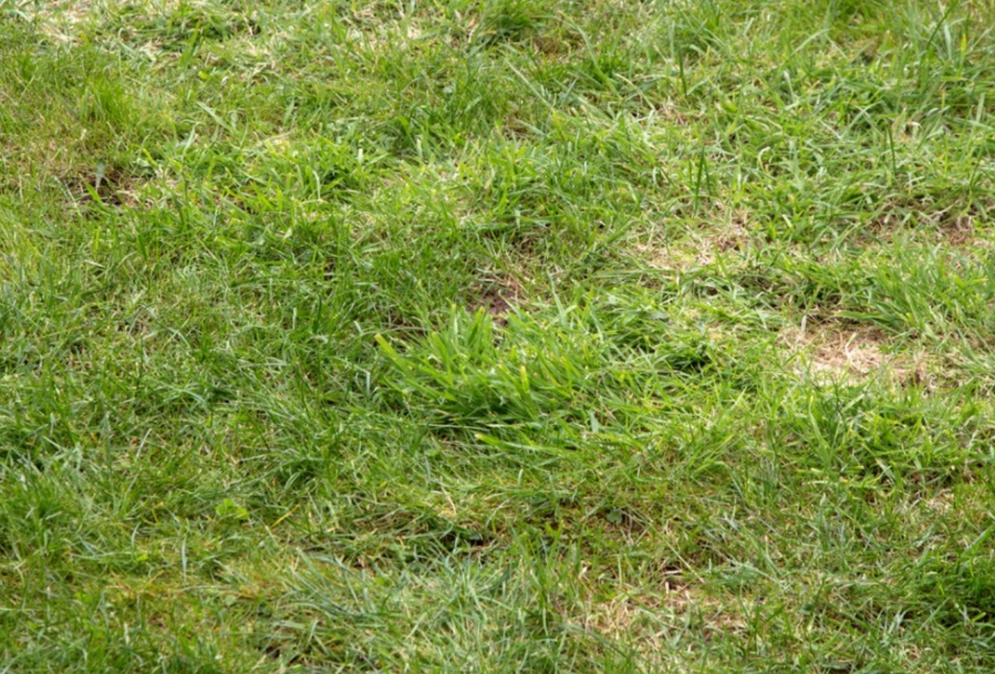 patchy lawn with uneven grass growth and thin bare spots