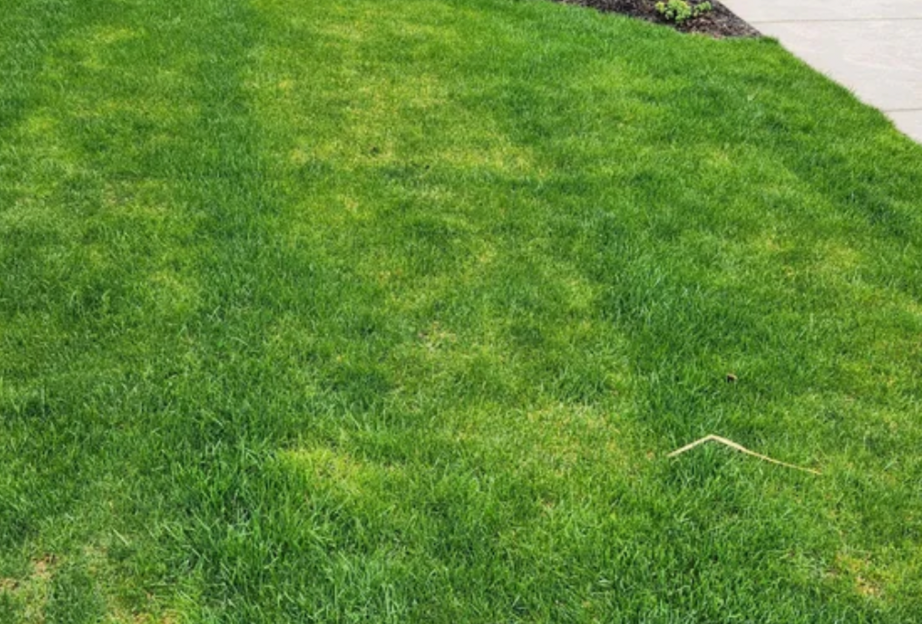 green lawn with yellow patches showing uneven turf color and stress